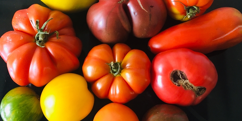 Verschiedene Tomatensorten in allen Farben 